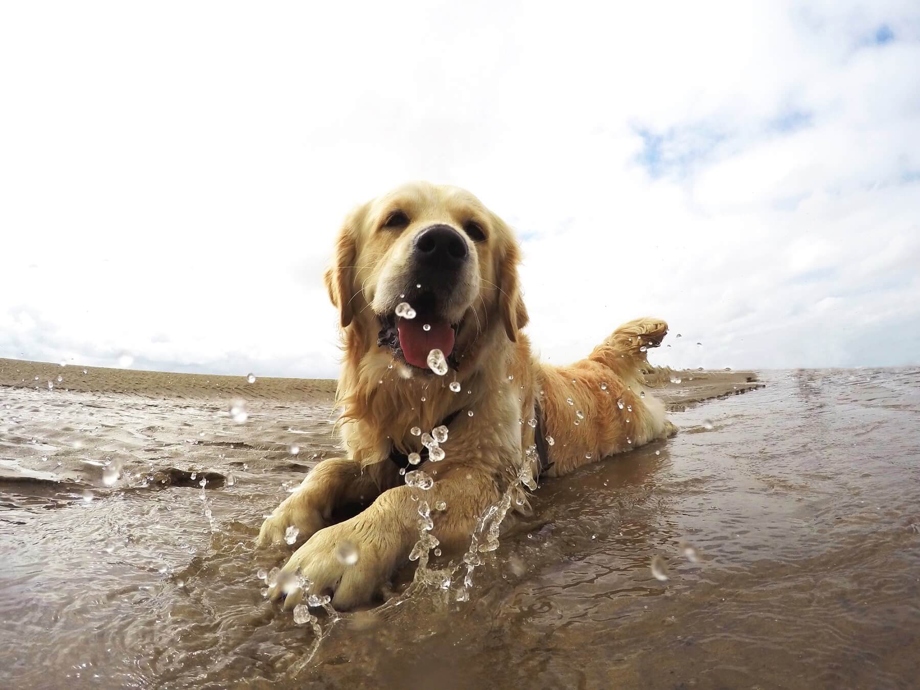 golden retreiver on the beach laying in the water