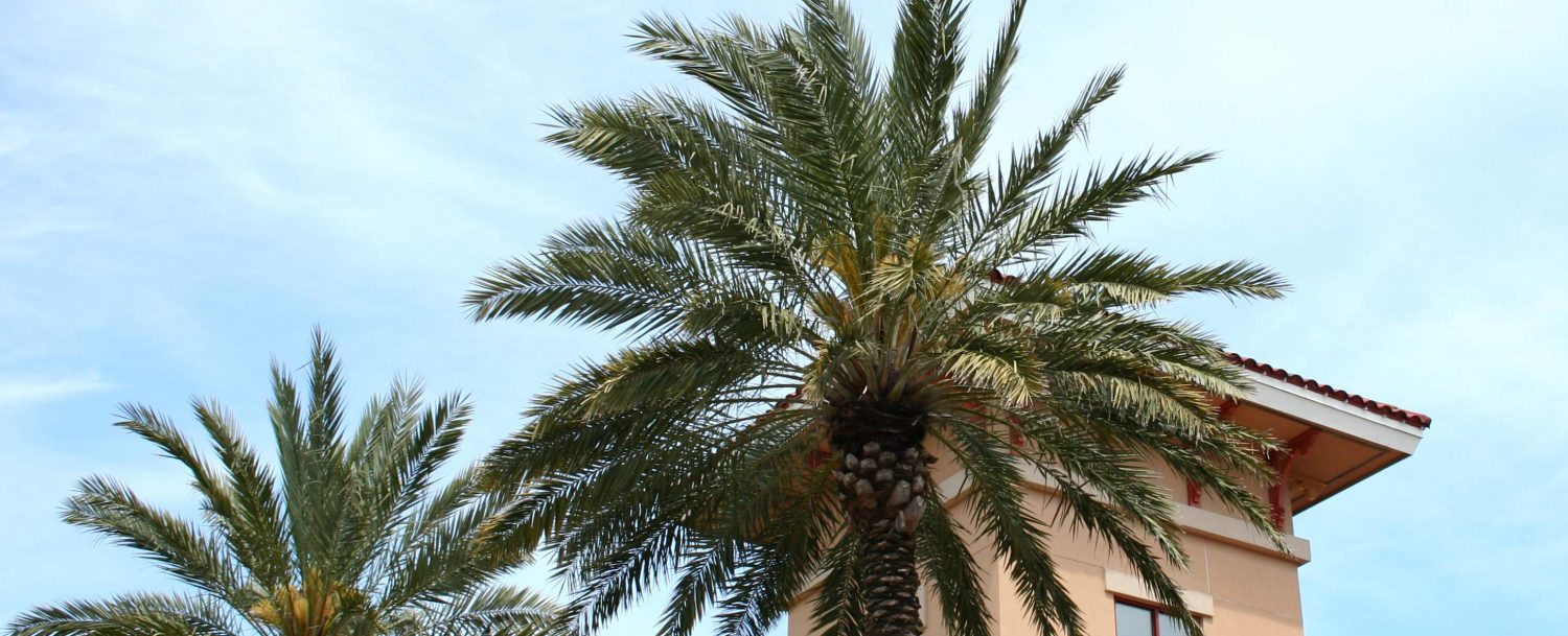 A palm tree on a sunny day in Destin Commons