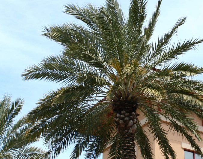 A palm tree on a sunny day in Destin Commons