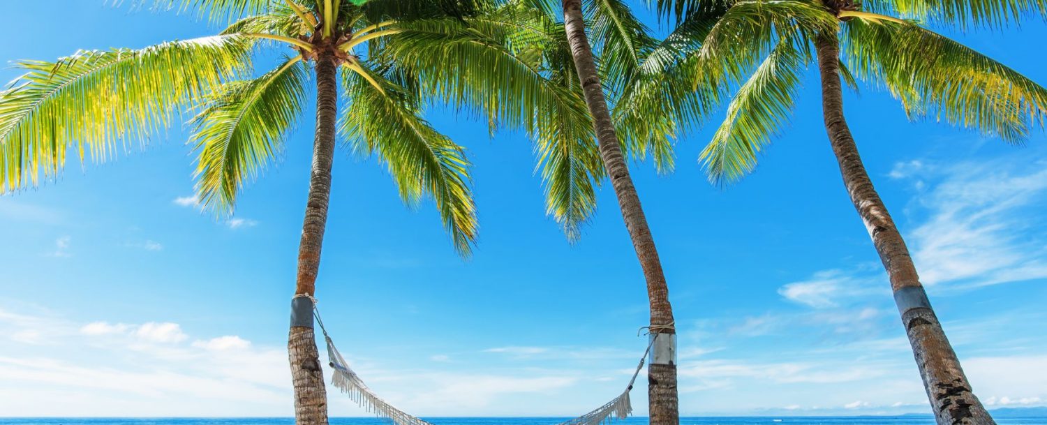palm trees with hammock on bright beach