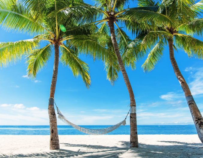 palm trees with hammock on bright beach